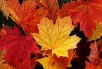 MapleLeaves