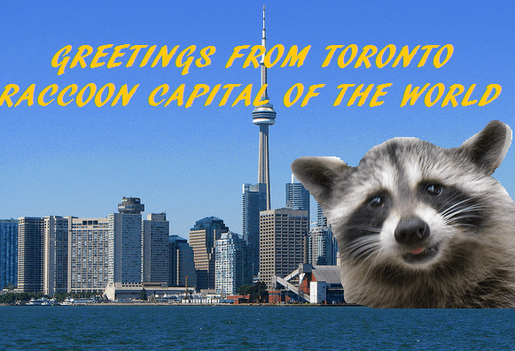 torontoraccoonPOSTCARD