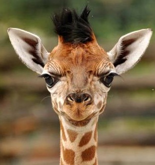 tumblr_mstbcyoXmJ1s5iqc4o4_500