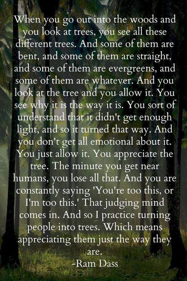 Trees10898091_908623512503048_645382665445691207_n