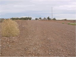 tumbleweed